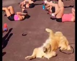 Adorable Dog Is Getting That Beach Body Ready For Summer