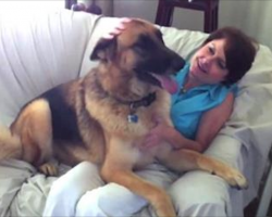 German Shepherd Has The Sweetest Reaction When He Sees His Mom After A Whole Day Apart