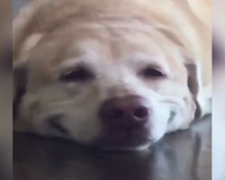 Dog Has The Cutest Reaction When Mom Asks Him To Smile