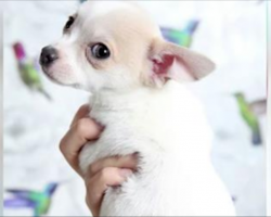 Woman Gets A New Chihuahua Puppy, Then Notices His Unusual Birthmark Is Shaped Like A Heart