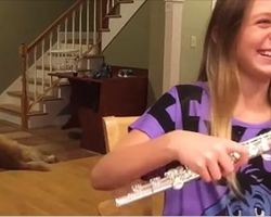 Young Girl’s Trying To Practice Flute, Instead Dog Has Internet In Laughter