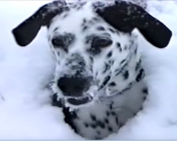[Video] Man let his dog outside after a massive snowstorm. What he caught on camera is priceless