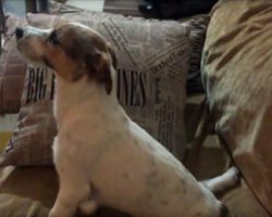 Dog Has Priceless Reaction Watching Horror Movie With His Dad