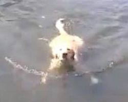 Forget The Doggy Paddle, This Labrador Retriever Loves To Swim The Breaststroke