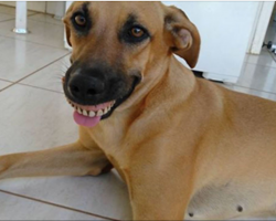 Owner notices dog’s new smile, dies of laughter when he realizes what exactly happened