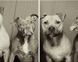 These Dogs’ Owners Put Them In A Photo Booth For The First Time And The Pictures Are Priceless