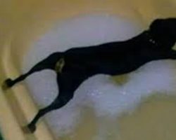 These Dogs Will Do Anything To Avoid A Bath, And I Mean Anything. I Can’t Stop Laughing