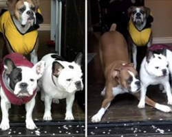 Dogs Hilariously Refuse to Go Out in Hailstorm, No Matter What Mom Does [Video]