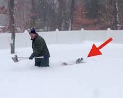 Man Digging Out His Backyards After Blizzard Gets Help From His Dogs