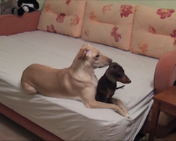 Dad Set Up A Camera To See What His Dogs Really Do When He’s Not Home