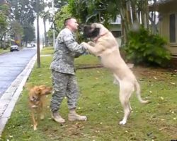 Dogs Welcome Soldiers Home With Wagging Tails, Slobbery Kisses, And Hugs