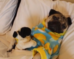 This Little Girl Singing A Bedtime Lullaby To Her Pug In Pajamas Will Melt Your Heart!
