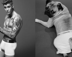 Doug the Pug Lives Like Justin Bieber for the Day