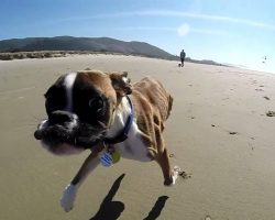 Duncan Lou Who, The Two-Legged Boxer ‘s First Trip to the Beach!!