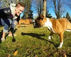 Duncan Lou Who, The Two-Legged Boxer Puppy