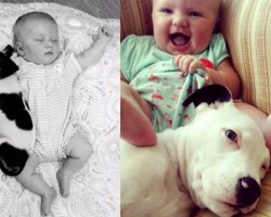 Pit Bull Puppy And Baby Grow Up Together – No Words Can Describe This Level Of Cuteness
