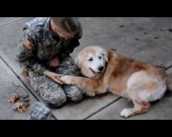 Elderly Dog Reunites with Soldier. The Dog’s Reaction is PRICELESS!