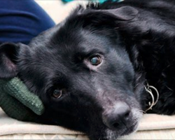 Elderly Dog Could No Longer Eat, So Her Owner Grabbed His Hammer And Saved Her Life