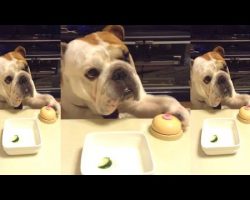This Hungry English Bulldog Is Proof That Dogs Can Communicate Without Barking or Whining