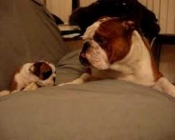 Tough English Bulldog Daddy Meets Even Tougher Daughter For The First Time! This Video Is Absolutely Hilarious!