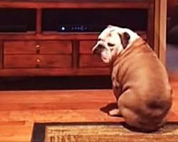 This English Bulldog LOVES The 2015 Super Bowl Budweiser Commercial