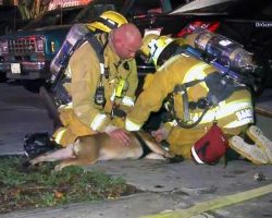 This English Bulldog Was Near Death Until Firefighters Saved Her Life