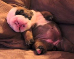 This English Bulldog Puppy Dreaming Is The CUTEST Thing Ever