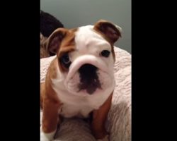 WATCH: Bulldog Puppy Reacts To His New Bed. PRICELESS!