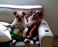 English Bulldogs Watch a Scary Movie. Their Expressions are So Cute and Hilarious!
