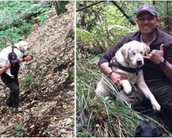 Blind dog is lost in the woods for 8 days. Then firefighter rescues her and refuses a reward