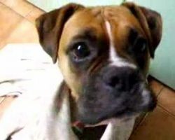 Freezing Boxer Gets A Warm Blanket Around Her. Her Reaction Is PRICELESS.