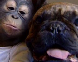 Abandoned Baby Orangutan Finds Unlikely Friend. AMAZING!
