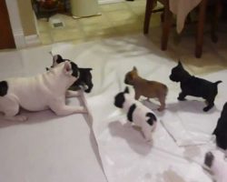 French Bulldog Daddy Playing With His Puppies Is So Playful Yet So Caring And Loving!