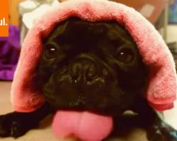 This French Bulldog’s Impression Of A Diesel Engine Will Make Your Day!