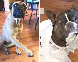 French Bulldog Gets Snitched By His Bullmastiff “Best Friend”