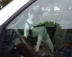 French Bulldog Left In SUV Blares Horn