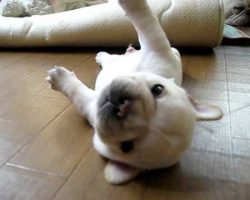 French Bulldog Puppy Says “I’ve Fallen, and I Can’t Get Up!”