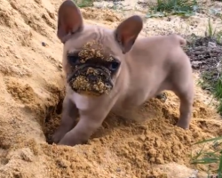 This French Bulldog Puppy Playing In The Sand Is The Cutest Thing Ever!