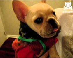 French Bulldog Puppy Stuns Her Humans… Hear What She Said To Them!
