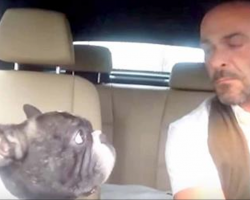 Their favorite song comes on the radio. Now watch the bulldog sing with his owner