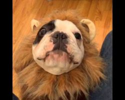 French Bulldog Transforms Into a Cute, Scary Lion! Just Listen To The Roar!