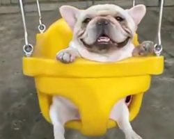 These French Bulldogs In Swings Will Absolutely Melt Your Heart! OMG!
