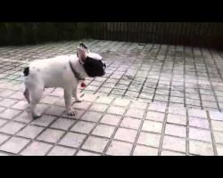 Frenchie Playing In The Rain Has Never Looked So Fun! What A Cutie!