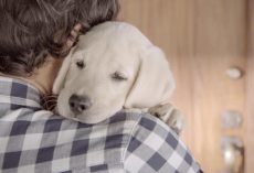 Budweiser Unveils Anti-Drunk Driving Super Bowl Commercial “Friends Are Waiting”