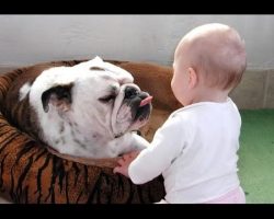 [VIDEO] This Funny Bulldog and Baby Video Compilation Will Make Your Day!