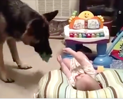 Just Look At The German Shepherd’s Mouth. The Baby Can’t Stop Giggling!