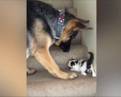 Kitten can’t get up the steps, so the German Shepherd does the only logical thing