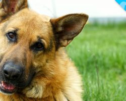 Look What we JUST Discovered about German Shepherds!