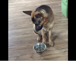 This German Shepherd just ate, but what he does next is priceless