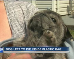 Girl Saves Senior Pug Left To Die In Garbage Bag